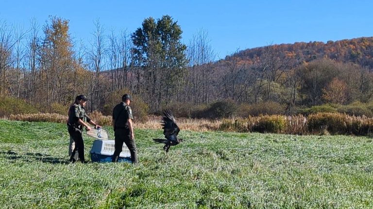 Homer Police Officer Rescues Bald Eagle Returns It To The Wild After Three Month