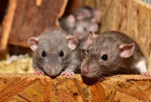 How Mice Slip Into Homes And What Residents Can Do To Stop Them