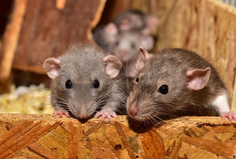 How Mice Slip Into Homes And What Residents Can Do To Stop Them