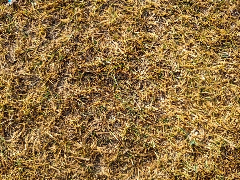 How To Tell If Your Lubbock Lawn Is Dormant Or Dead And What To Do Next