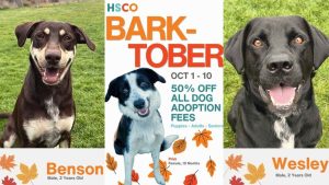 Humane Society Of Central Oregon Cuts Dog Adoption Fees By Half For Barktober