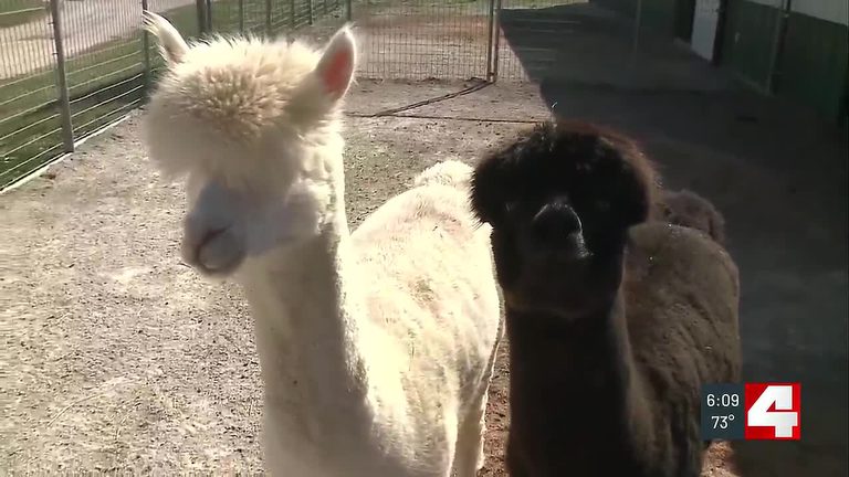 Humane Society Of Missouri Gains Custody Of 170 Rescued Animals From Lawrence Co