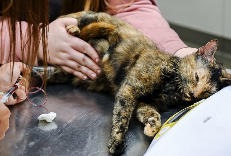 Humane Society Of Tampa Bay Opens New Low Cost Animal Clinic In Clearwater