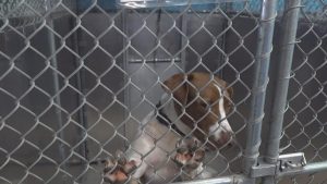 Humane Society Of The Black Hills Offers 50 Terrier Adoptions This Weekend In Ra