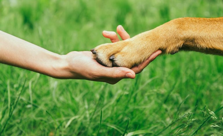 Humane Society Offers Free Drive Through Pet Microchipping At Miamisburg Fire St