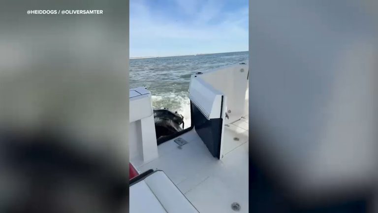 Humpback Whale Collides With Boat Near Moriches Inlet No Injuries Reported