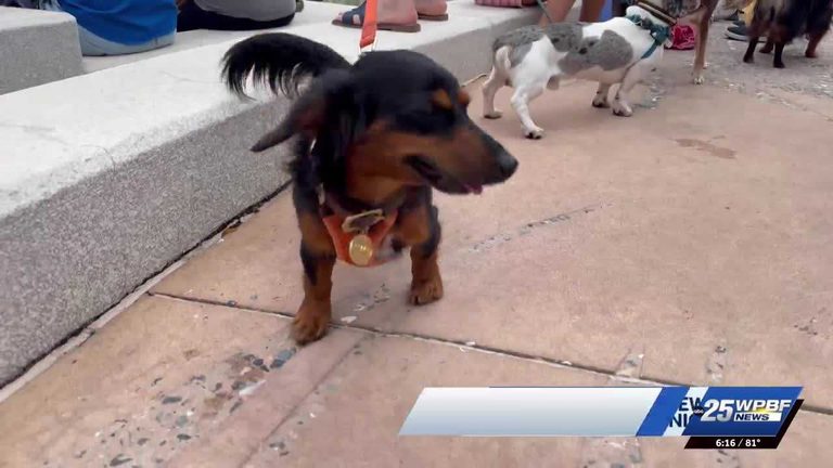 Hundreds Of Dachshunds Gather For 12Th Annual Dachtoberfest In West Palm Beach
