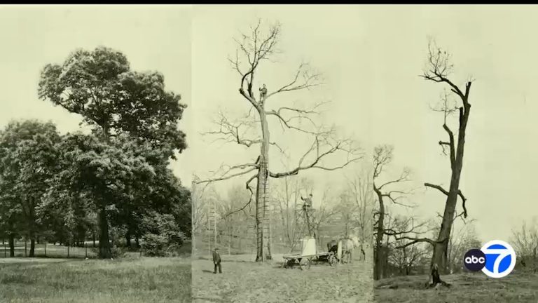 Hybrid American Chestnut Trees Replanted At Bronx Zoo 122 Years After Blight