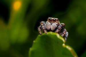 Idaho Homeowners Warned About Winter Spider Invasions