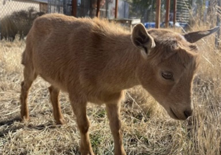 Idaho Humane Society Offers Goat Rusty For Adoption To Local Families