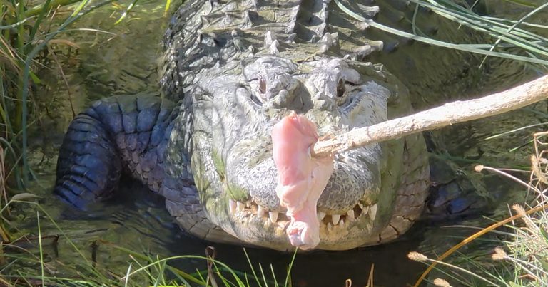 Idaho S Miracle Hot Springs Welcomes 9 Foot Alligator Lola To Visitors