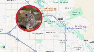 Idaho S Treasure Valley Launches Online Rat Sighting Map To Help Residents Stay