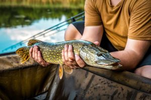 Illegal Northern Pike Release Sought In Lake Desmet Wy
