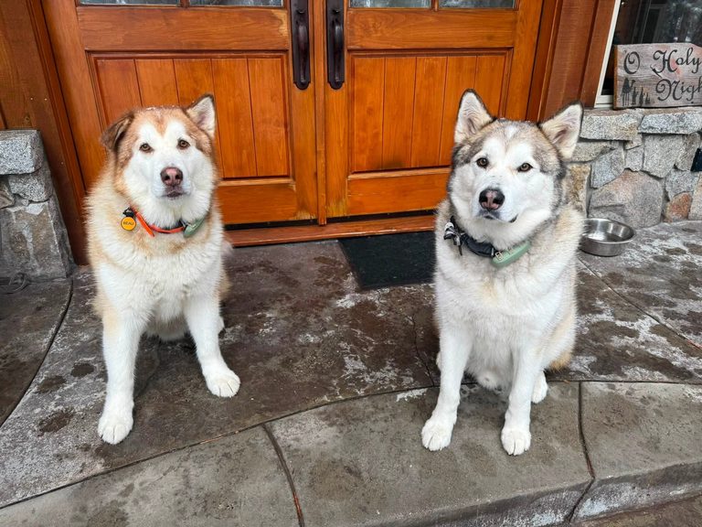Indycar Driver Graham Rahal S Missing Alaskan Malamutes Found Safe In Irvine