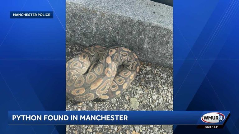 Injured Ball Python Discovered Near Manchester Mcdonald S Drive Thru Animal Cont