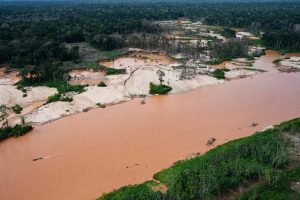 Interpol Operation Cracks Down On Illegal Mining Logging And Wildlife Traffickin