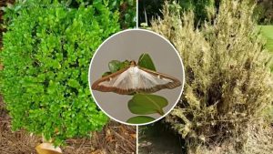 Invasive Box Tree Moth Spotted In Nassau County Prompting Local Alerts