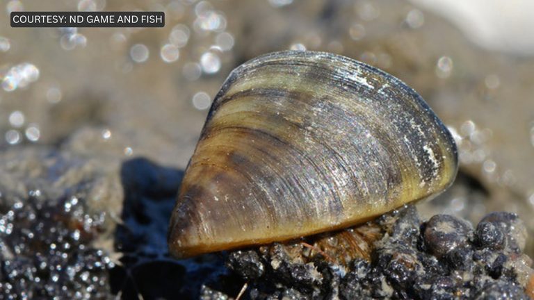 Invasive Zebra Mussels Found In Eastern Lake Sakakawea Officials Say