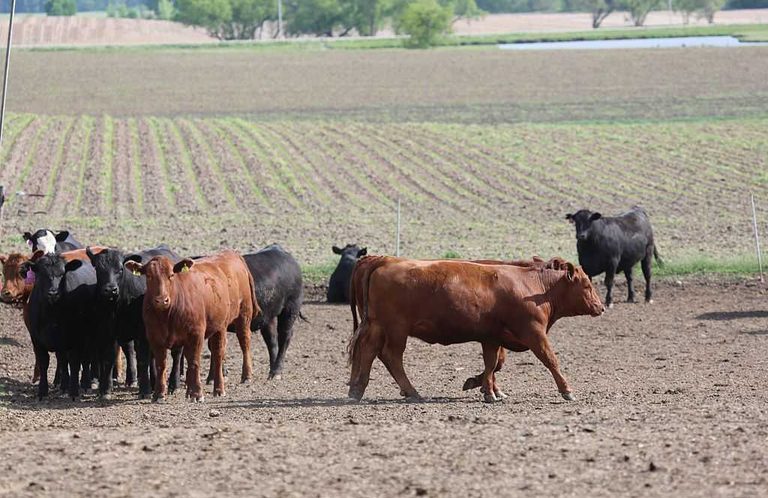 Iowa Cattle And Conservation Working Lands Program Receives 10 Million Usda Gran