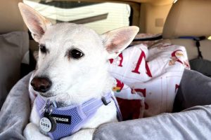 Jack Russell Terrier Luna Reunited With Owners After Month Long Search In Yellow