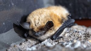 Jackson Celebrates Bat Week To Boost Conservation Awareness