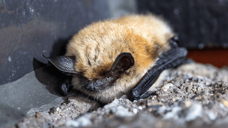 Jackson Celebrates Bat Week To Boost Conservation Awareness