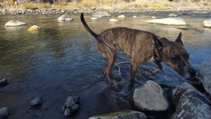 Jackson Residents Asked To Help Locate Missing Dog Maze In South Park Habitat