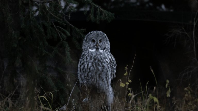 Jackson Residents Explore Owl Folklore Ahead Of Halloween