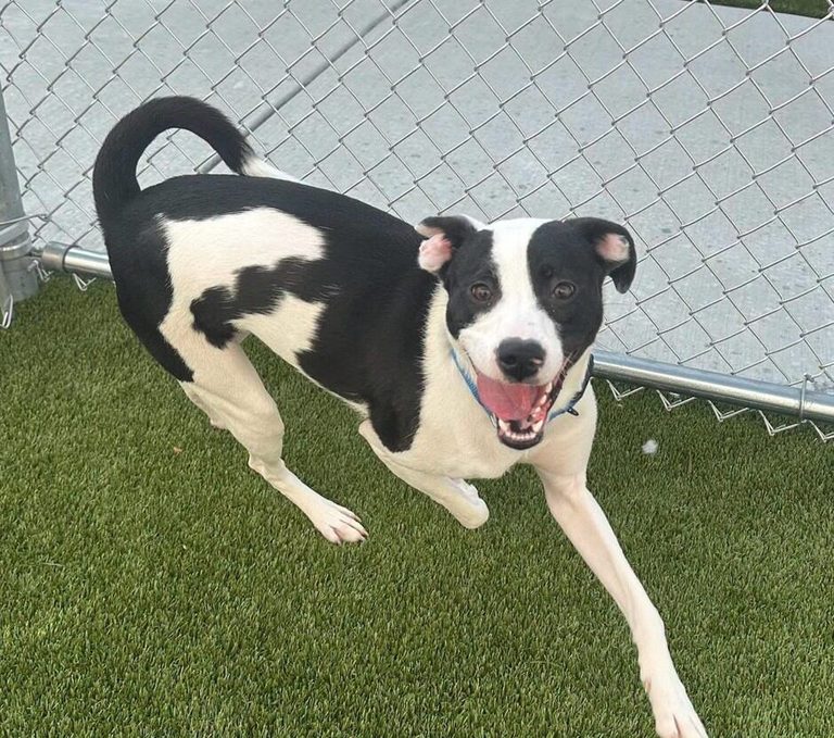 Jersey The Rescue Dog Finds A New Home In Toledo After Tragic Loss
