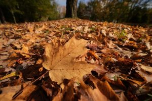 Kettering Starts Curbside Leaf Collection Monday Oct 19