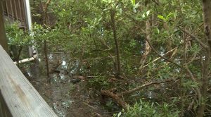 King Tides Swamp Jupiter Island As Voters Weigh Amendment 3 Tax Relief