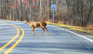 Knox County Motorists Urged To Review Auto Insurance Before Deer Season Peaks