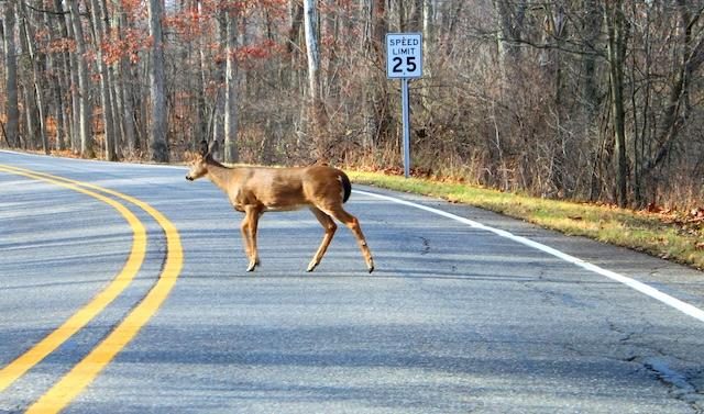 Knox County Motorists Urged To Review Auto Insurance Before Deer Season Peaks