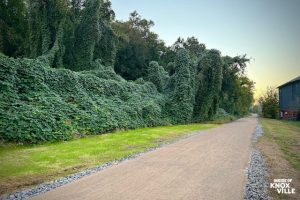 Knoxville Volunteers Plant Trees On Sokno Rail Trail And Protect Local Bat Popul