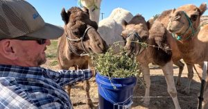 Kuna Camel Herd Helps Clear Noxious Weeds On Melba Property