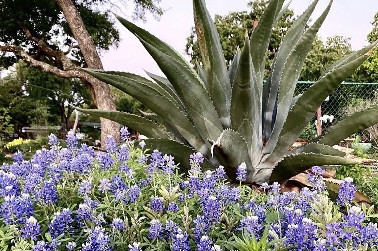 Kyle Gardening Expert Shares Tips For Sustainable Native Plant Gardens