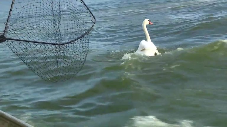 Lakeland Launches 46Th Annual Swan Roundup To Safeguard City S Beloved Flock