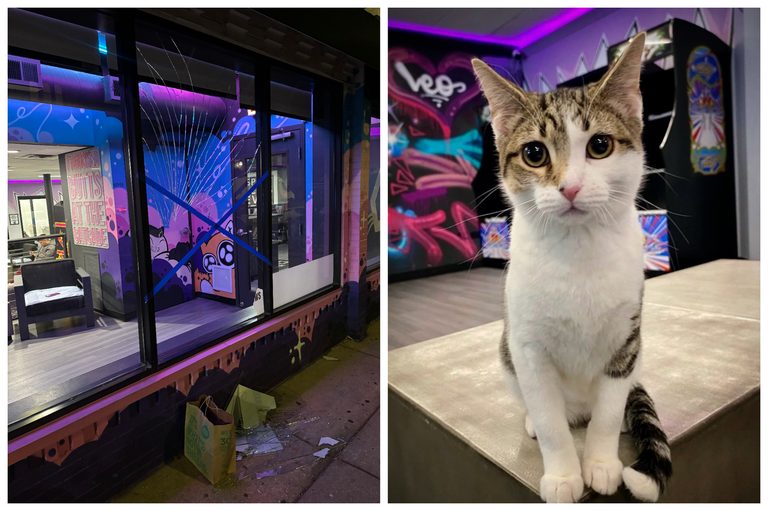 Lakeview Community Saves 31 Cats After Catcade Window Break In