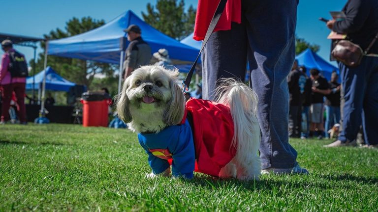 Las Vegas Vet Offers Practical Tips To Keep Pets Safe This Halloween