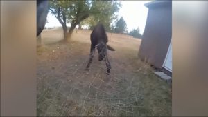 Latah County Deputies Rescue Juvenile Moose Tangled In Wires