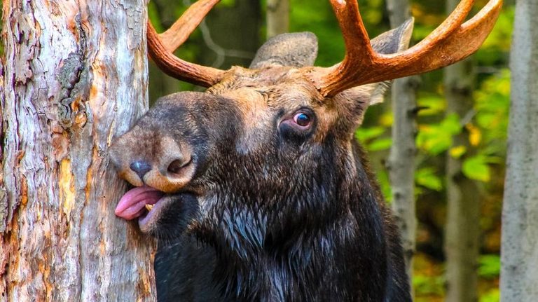 Latah County Deputy Frees Juvenile Moose Tangled In Wire