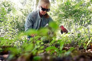 Late Summer Weed Control Tips For Texas Gardeners