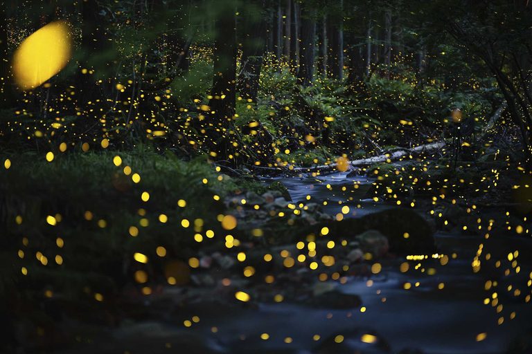 Leave Some Leaves Behind This Fall To Boost Firefly Populations In Pennsylvania