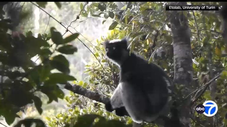 Lemurs Mimic Opera Voices Surprising Scientists With Musical Talent