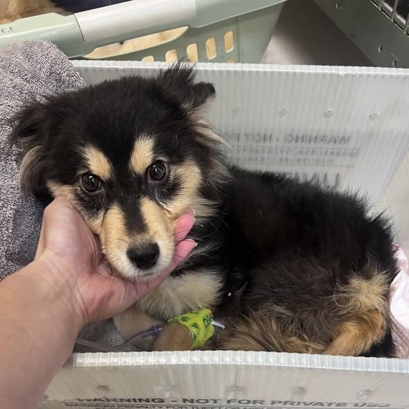 Lincoln Humane Society Rescues Four Emaciated Dogs Found Near Conestoga Lake