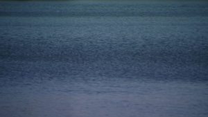 Livingston County Sheriff Rescues Child From Portage Lake In Pinckney