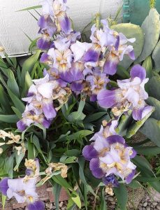 Local Garden Photo Showcase Highlights Pepper Plants And River Wedding Flowers