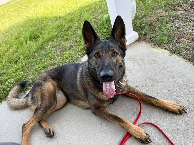 Local Service Dog Astrid Advances To Round 4 Holds First Place In National Compe