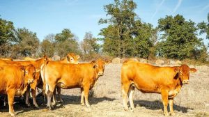 Longhorn Escape From Carmel Farm Causes Multi Vehicle Pileup In Putnam County