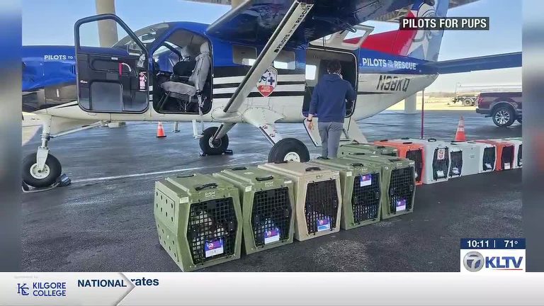 Longview Animal Center Partners With Pilots To The Rescue To Fly 30 Puppies To N